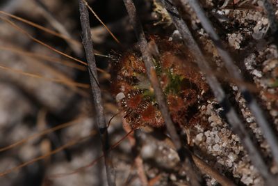 Drosera patens, photographed by Hugo Innes