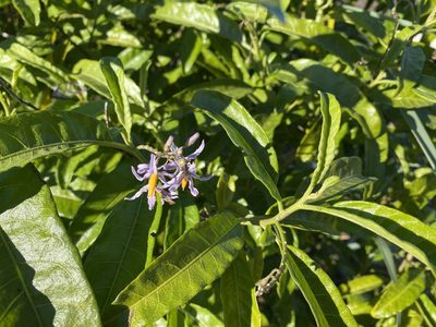 Solanum bahamense, photographed by Judy Gallagher