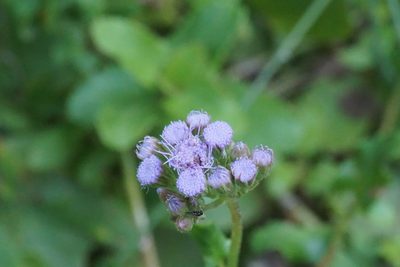 Conoclinium betonicifolium, photographed by Center for Urban Ecology