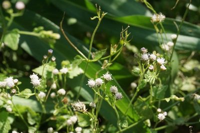 Fleischmannia incarnata, photographed by Center for Urban Ecology