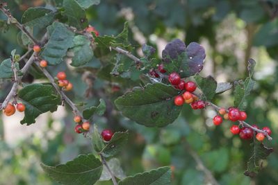 Xylosma flexuosa, photographed by Center for Urban Ecology