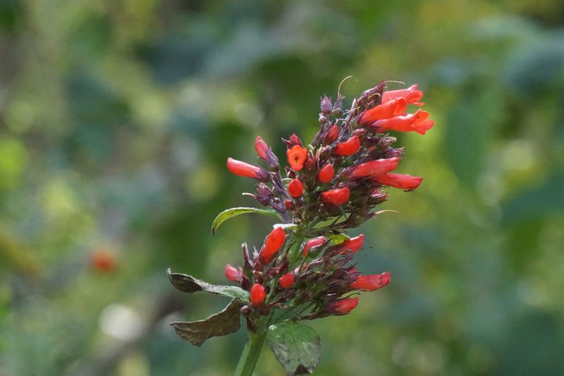 Russelia sarmentosa, photographed by Center for Urban Ecology