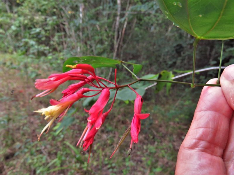 Bauhinia erythrocalyx, photographed by Annika Lindqvist