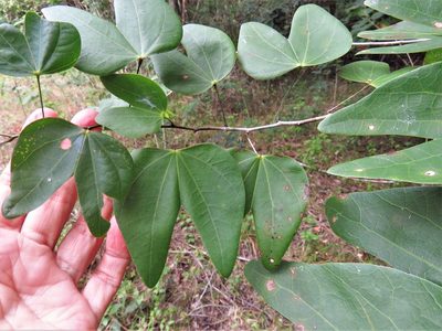 Bauhinia erythrocalyx, photographed by Annika Lindqvist