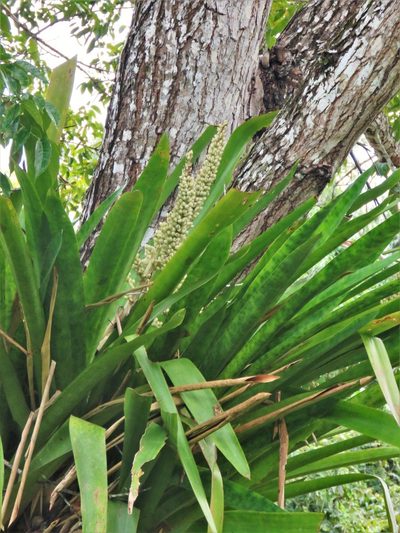 Androlepis skinneri, photographed by Annika Lindqvist