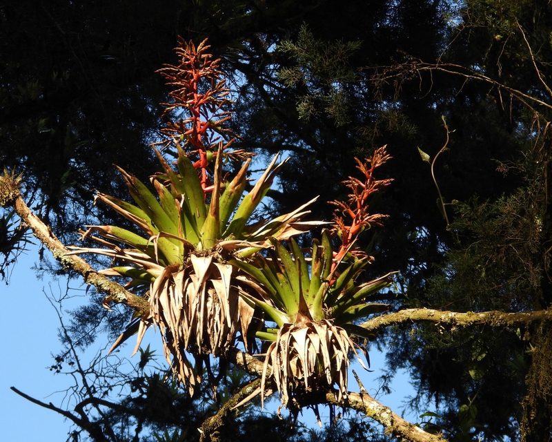 Tillandsia guatemalensis, photographed by Grete Pasch