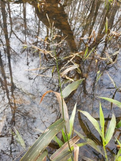 Panicum gymnocarpum, photographed by Jody Shugart