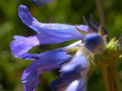 Penstemon attenuatus, photographed by Matt Lavin