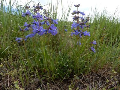 Penstemon attenuatus, photographed by Matt Lavin