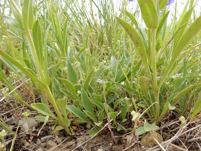 Penstemon attenuatus, photographed by Matt Lavin
