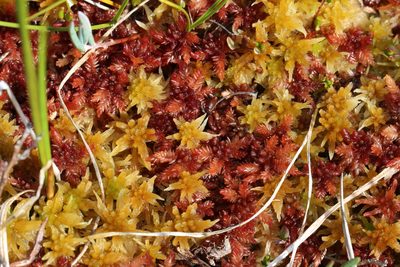 Sphagnum divinum, photographed by Maurice Raymond