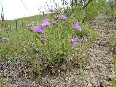 Penstemon eriantherus, photographed by Matt Lavin