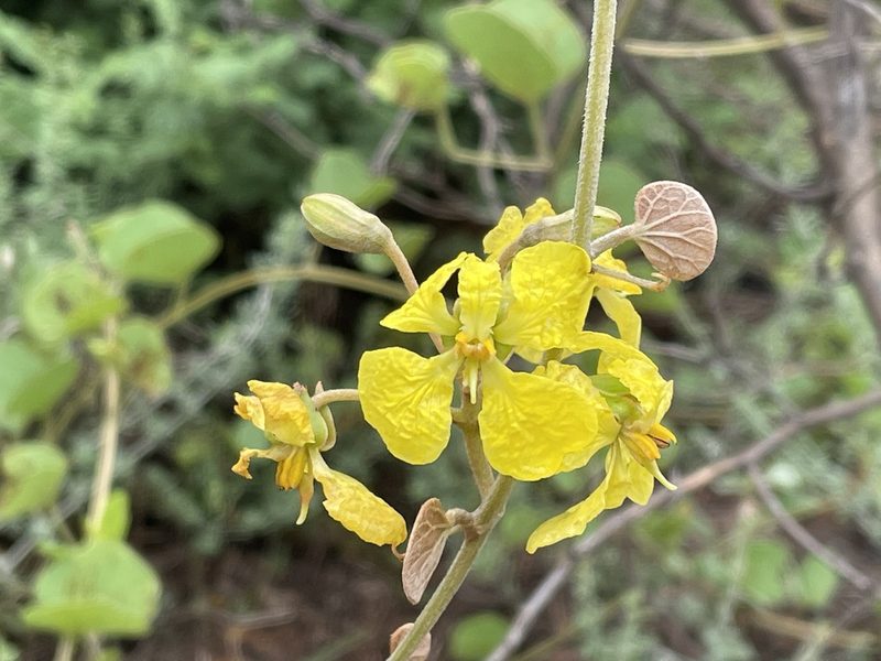 Tylosema esculentum, photographed by Robert Taylor