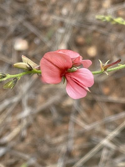 Indigofera heterotricha, photographed by Robert Taylor