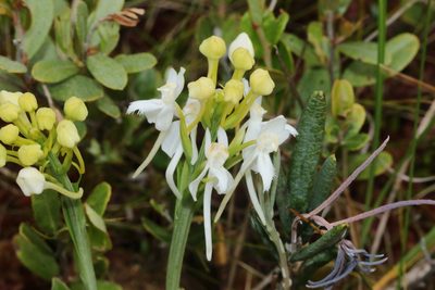Platanthera blephariglottis, photographed by Maurice Raymond