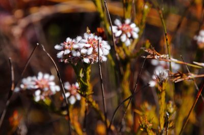 Spatalla squamata, photographed by Tony Rebelo