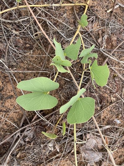 Tylosema esculentum, photographed by Robert Taylor