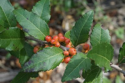 Xylosma flexuosa, photographed by Center for Urban Ecology