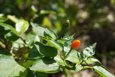 Capsicum annuum, photographed by Center for Urban Ecology