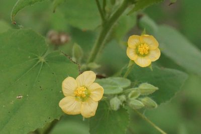Abutilon viscosum, photographed by Center for Urban Ecology