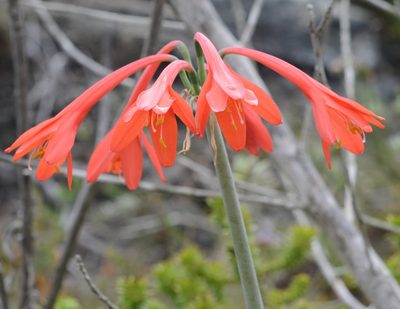 Cyrtanthus fergusoniae, photographed by flamelily
