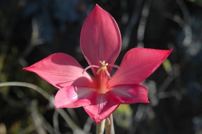 Gladiolus carmineus, photographed by flamelily