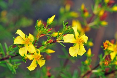 Hypericum brachyphyllum, photographed by Tom Kennedy