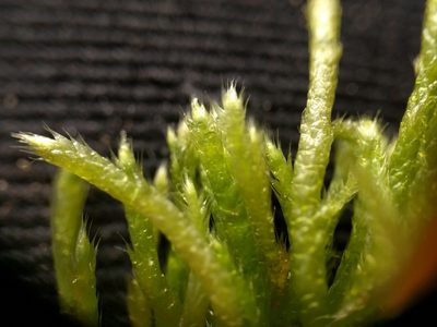 Brachythecium albicans, photographed by Michel Langeveld