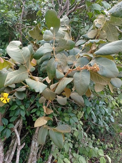 Markhamia obtusifolia, photographed by Martin Tlustos