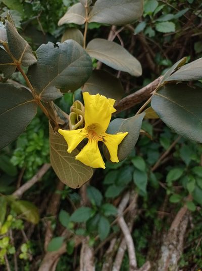 Markhamia obtusifolia, photographed by Martin Tlustos