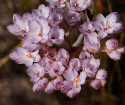 Dilatris pillansii, photographed by Tony Rebelo