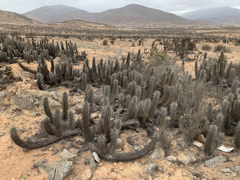 Leucostele deserticola, photographed by John G. Phillips