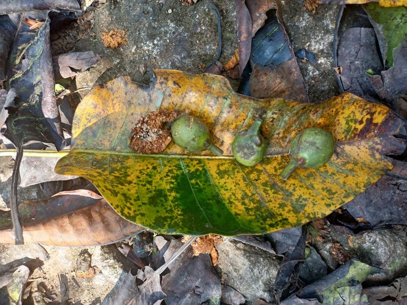 Ficus beddomei, photographed by Rama Narayanan