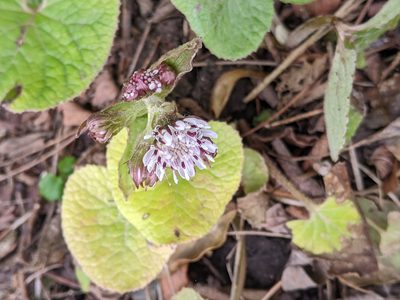 Petasites pyrenaicus, photographed by Piermario Maculan