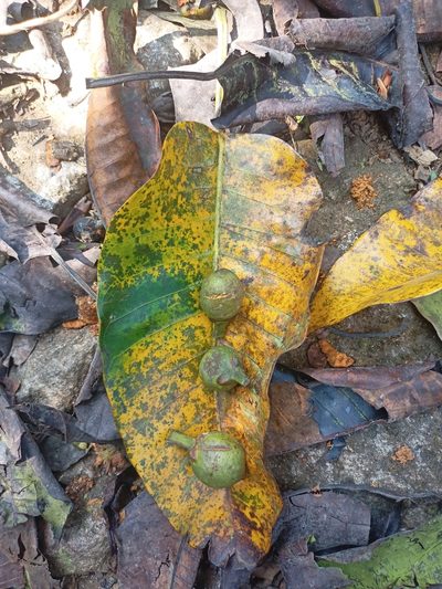 Ficus beddomei, photographed by Rama Narayanan