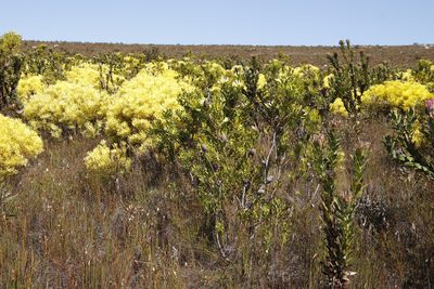 Leucadendron platyspermum, photographed by Tony Rebelo