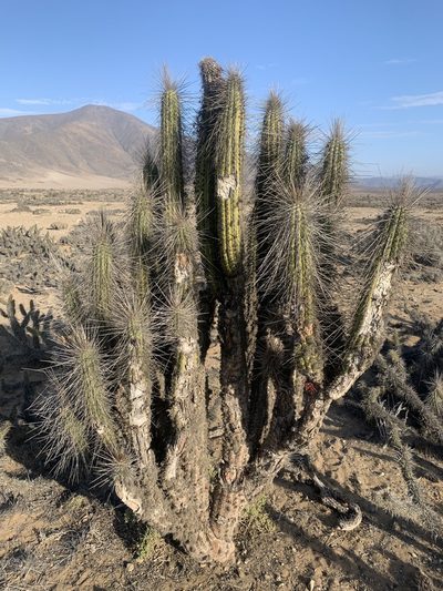 Eulychnia acida, photographed by John G. Phillips