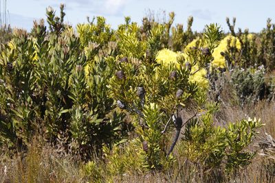 Leucadendron platyspermum, photographed by Tony Rebelo
