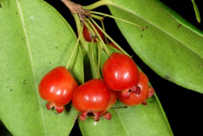 Eugenia confusa, photographed by Douglas Goldman