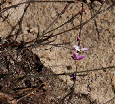 Heliophila juncea, photographed by Tony Rebelo