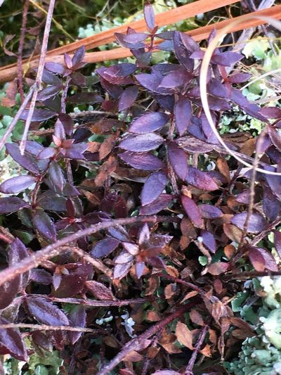 Lechea racemulosa, photographed by Becky Dill