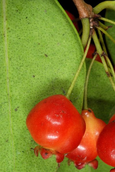 Eugenia confusa, photographed by Douglas Goldman