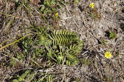 Crassula ciliata, photographed by Tony Rebelo