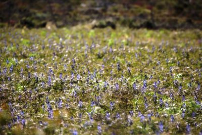 Lupinus cosentinii, photographed by Tony Rebelo
