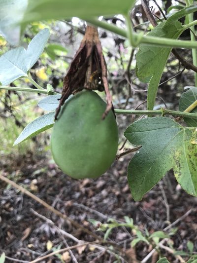 Passiflora manicata, photographed by Ben Pritchard