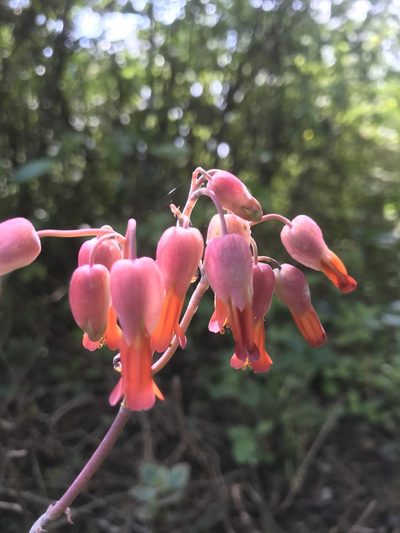 Kalanchoe laxiflora, photographed by Ben Pritchard