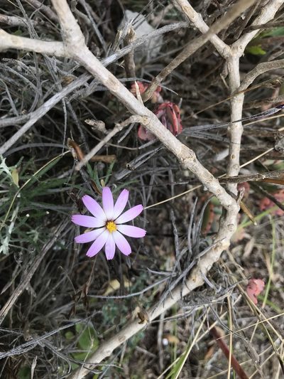 Onoseris hyssopifolia, photographed by Ben Pritchard