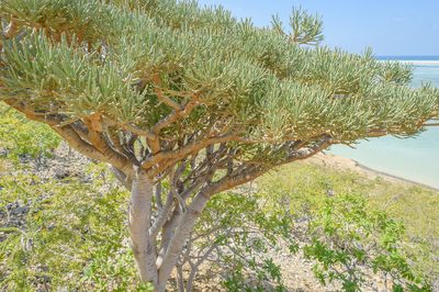 Euphorbia arbuscula, photographed by Morten Ross