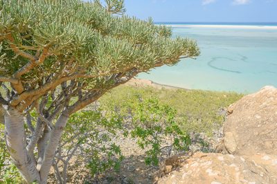 Euphorbia arbuscula, photographed by Morten Ross
