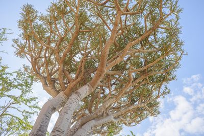 Euphorbia arbuscula, photographed by Morten Ross